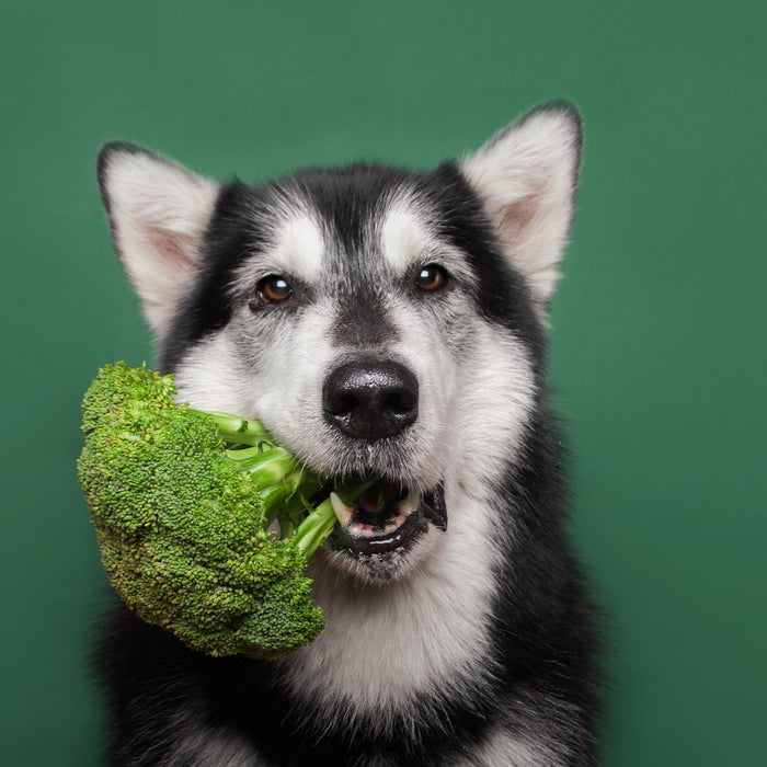 5 Ways to Be a More Sustainable and Environmentally Responsible Dog Owner
