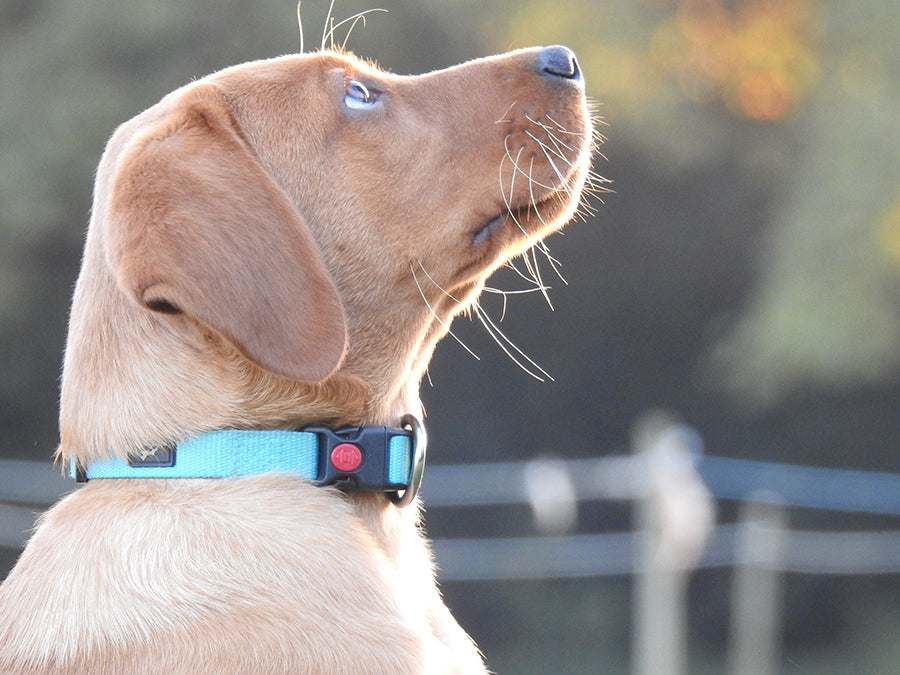Special Offer - 10% OFF - "Belay" Nylon Collars & Leads. 65% Margins