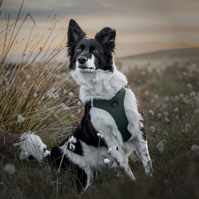 Step-in Air Mesh Dog Harness (8 Colours).  Up to 20% off Available.