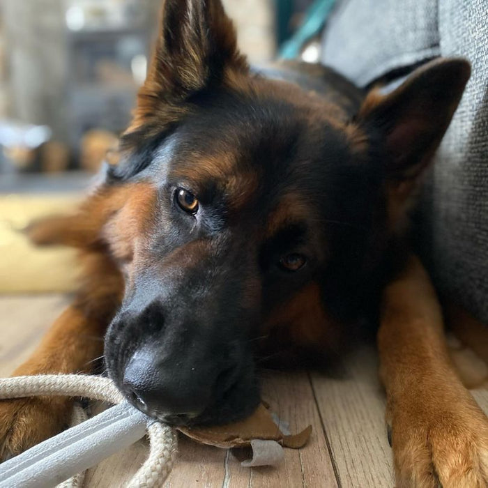 German shepard playing with Cuthbert Cow