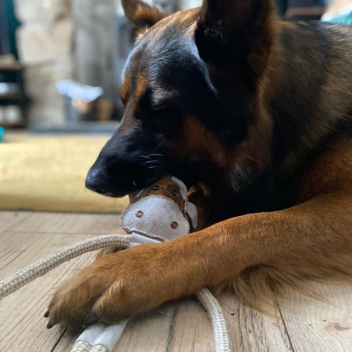 German shepard playing with Cuthbert Cow