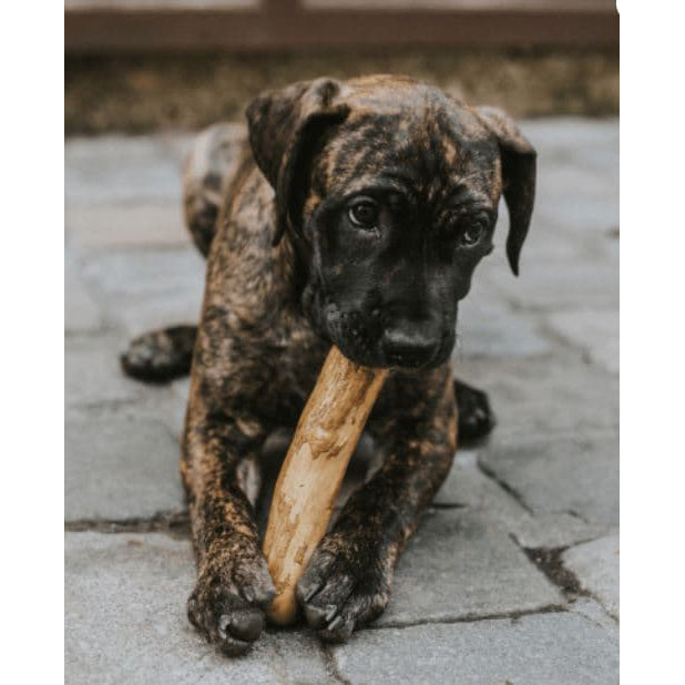 Coffee wood dog chew - 3 sizes (Order 6 for 30% off)