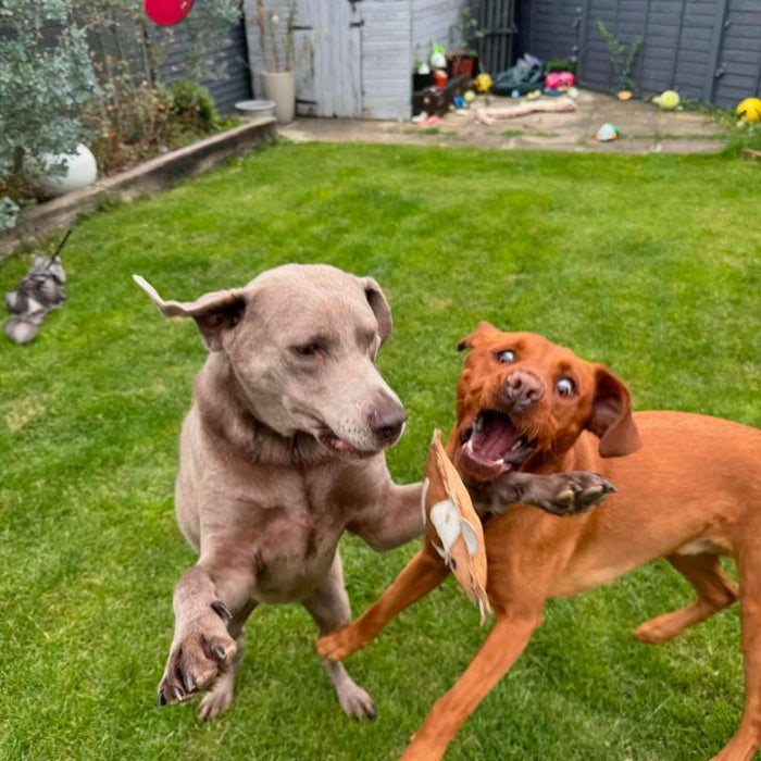 dogs playing with betsie dog toy