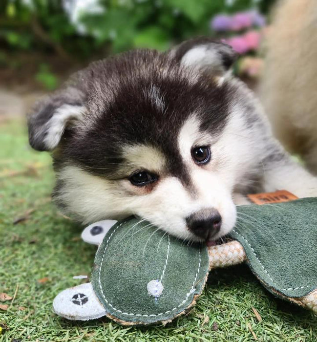 dog resting face on freddie the frog dog toy