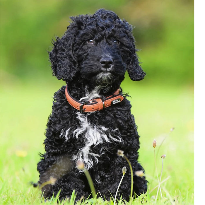 Leather Dog Collars - the 'Milford' Range by Miro & Makauri