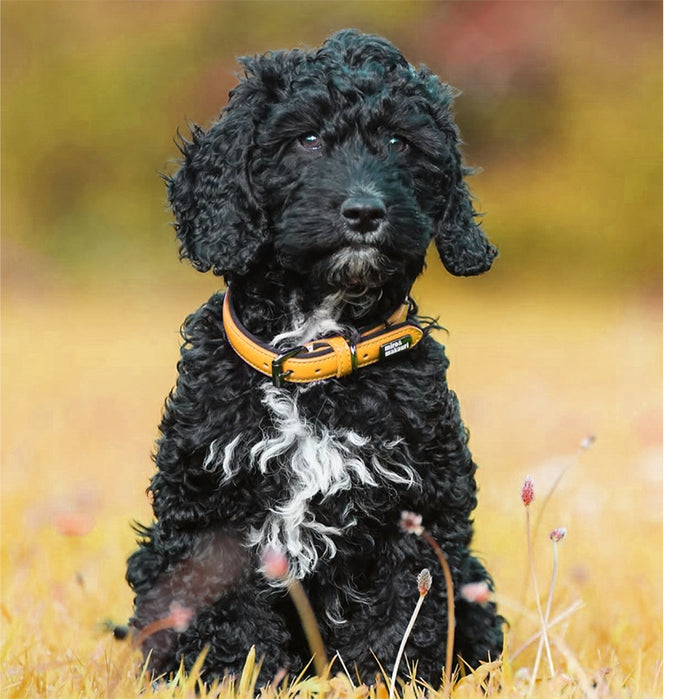 Leather Dog Collars - the 'Milford' Range by Miro & Makauri