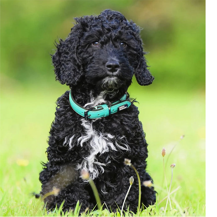 Leather Dog Collars - the 'Milford' Range by Miro & Makauri