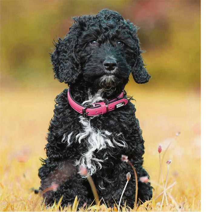 Leather Dog Collars - the 'Milford' Range by Miro & Makauri