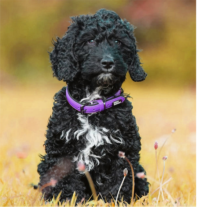 Leather Dog Collars - the 'Milford' Range by Miro & Makauri