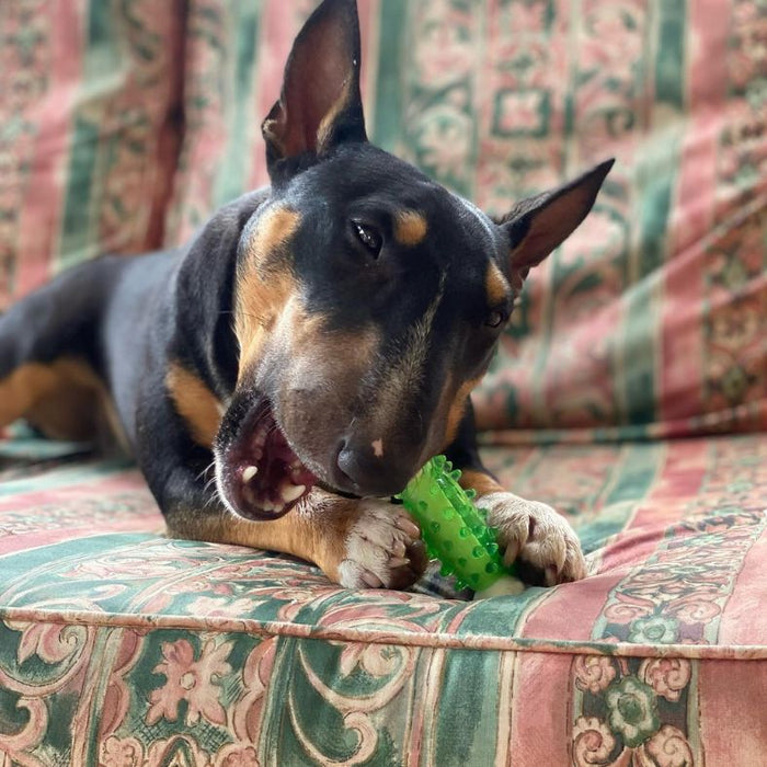 dog chewing minty bone