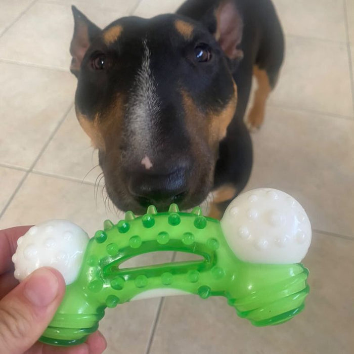 human hand holding minty bone in front of dog