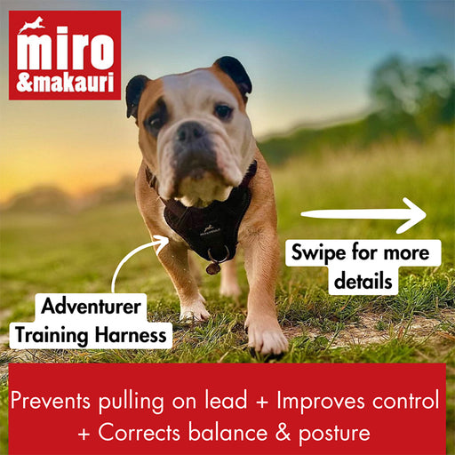 Dog Training Harness - dog wearing the Miro & Makauri 'adventurer' harness