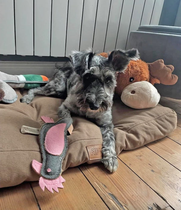 Eco Dog Toys By Miro & Makauri - Perry Parrot