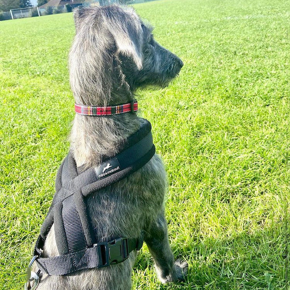 Miro & Makauri Premium Fleece Padded Dog Harness