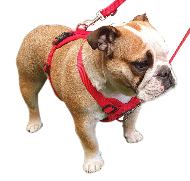 Miro & Makauri Adventurer Harness