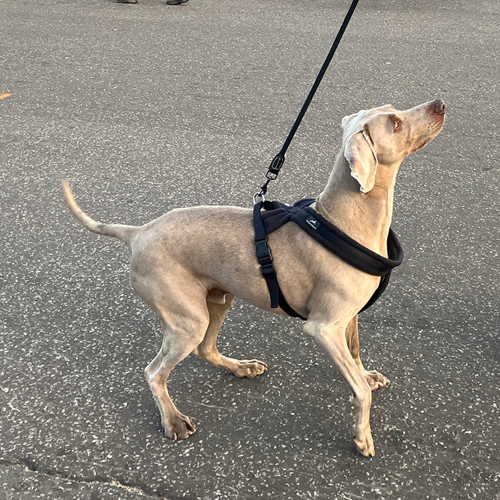 Miro & Makauri Premium Fleece Padded Dog Harness