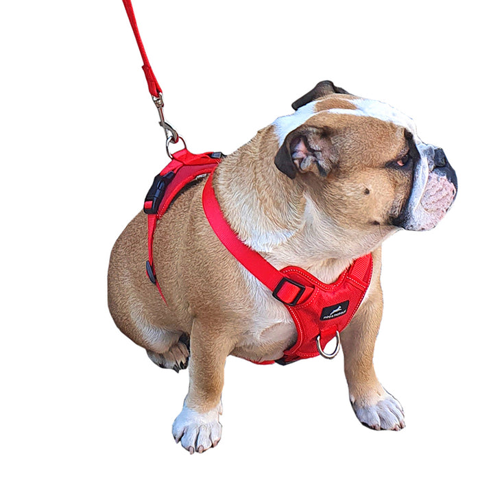 Dog Traiining Harness - Miro & Makauri Adventurer Harness