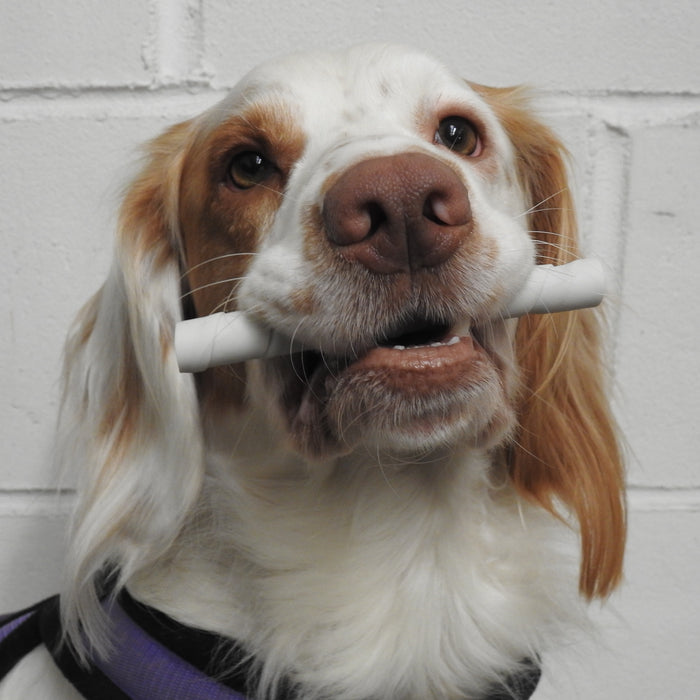 Best Dental Chews For Dogs