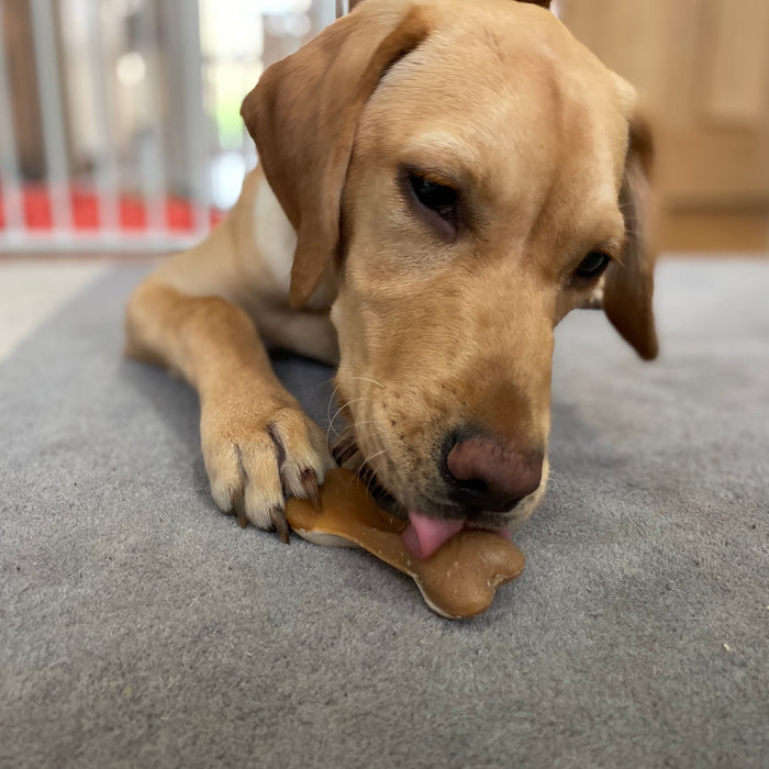 Crufts 2020 - Amazing Feedback about  Mak's Patch veggie Dog Treats. So many were bought for dogs with allergies and underlying illness