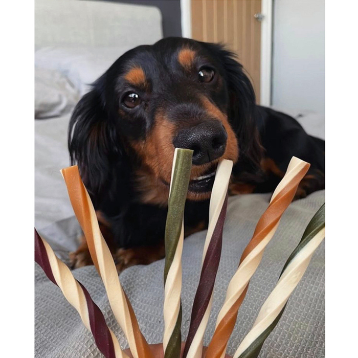 dog with Maks'Patch fruit and veg straws vegan dog treats with coconut oil