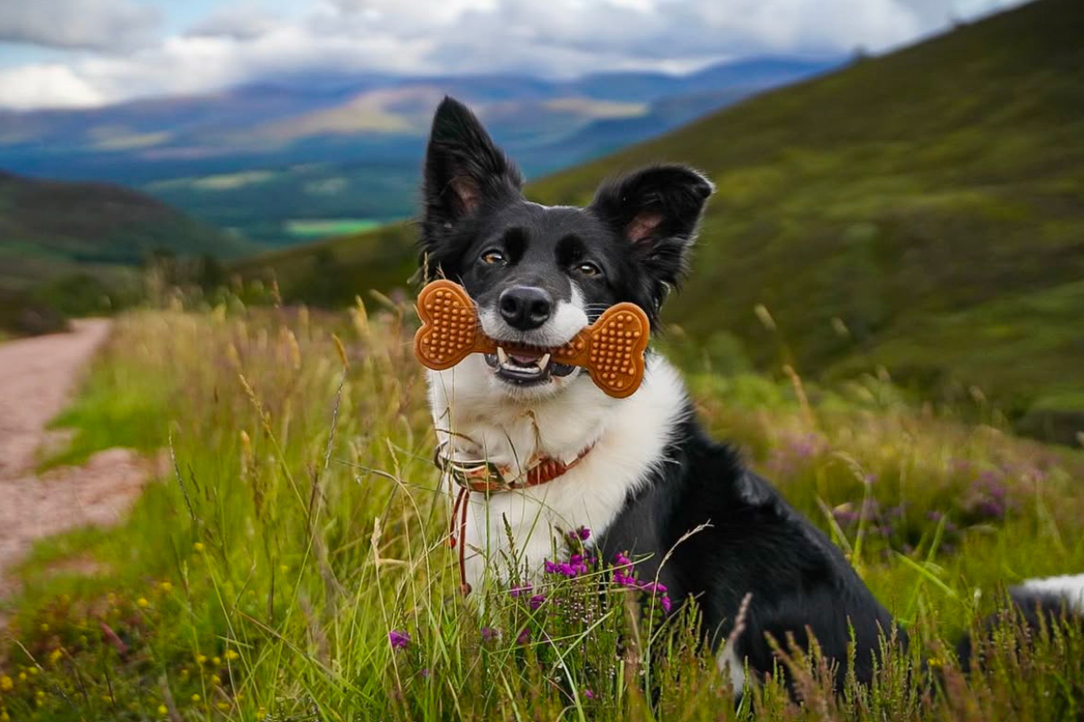 border collie dog with Maks'Patch vegan doh treat in mouth