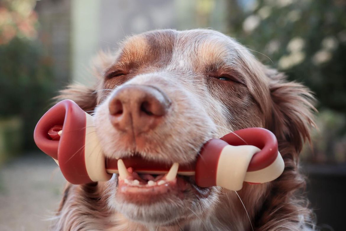 What Ingredients Should You Avoid in Dog Treats? A Guide for Healthier Choices Introduction