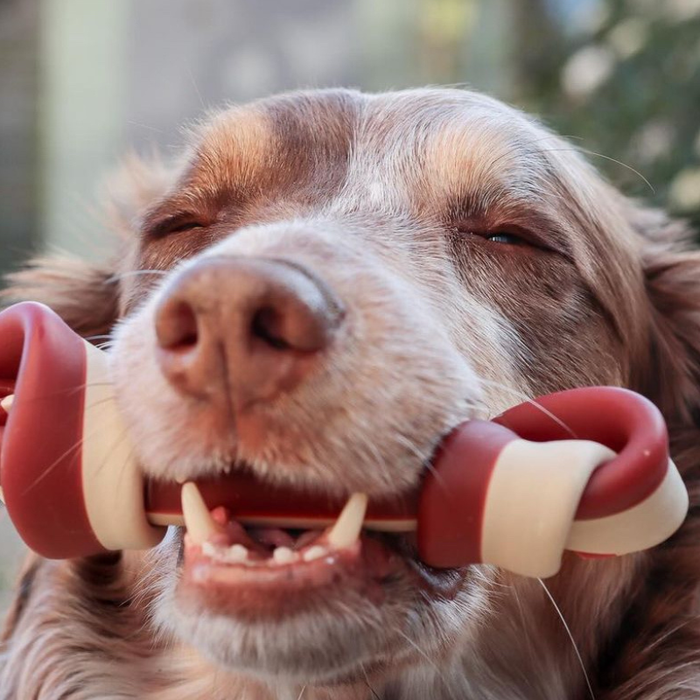 What Ingredients Should You Avoid in Dog Treats? A Guide for Healthier Choices Introduction