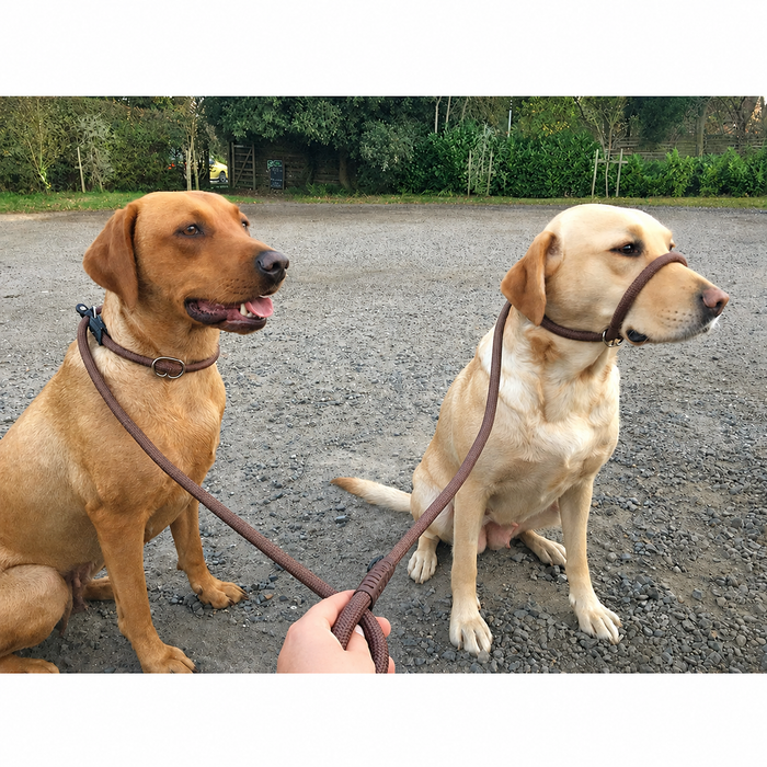 Dog Slip Lead with Figure 8 Training Aid - Miro & Makauri  "REGULAR GRIP"