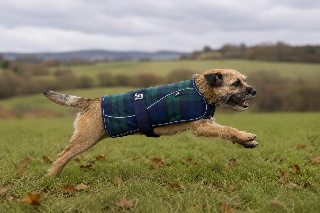 Miro & Makauri Winter Dog Coat "Black Watch Tartan"