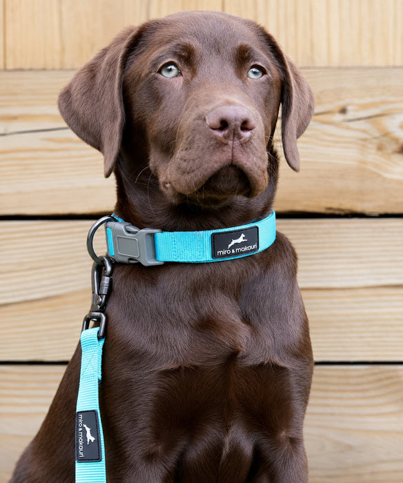 Nylon Dog Collar / w adjustable clasp & neoprene padding