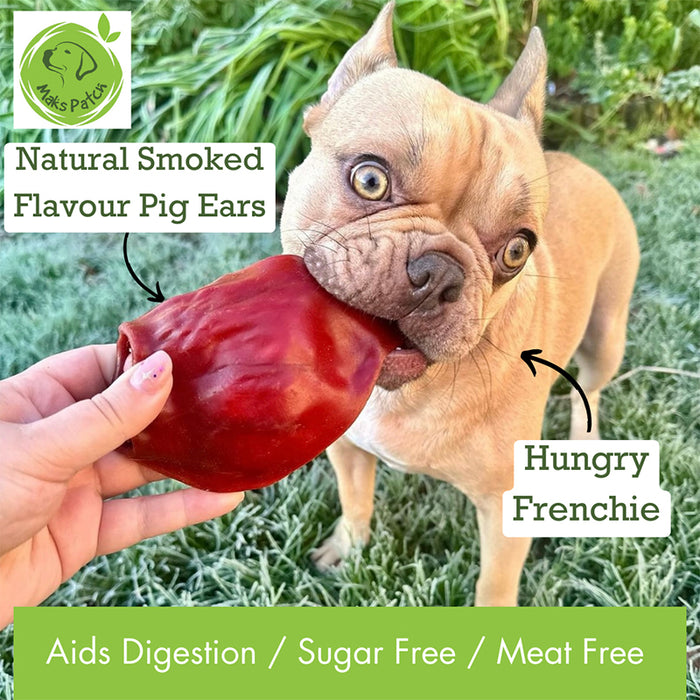 French bull dog with biting MaksPatch pig ear - Vegan dog treat