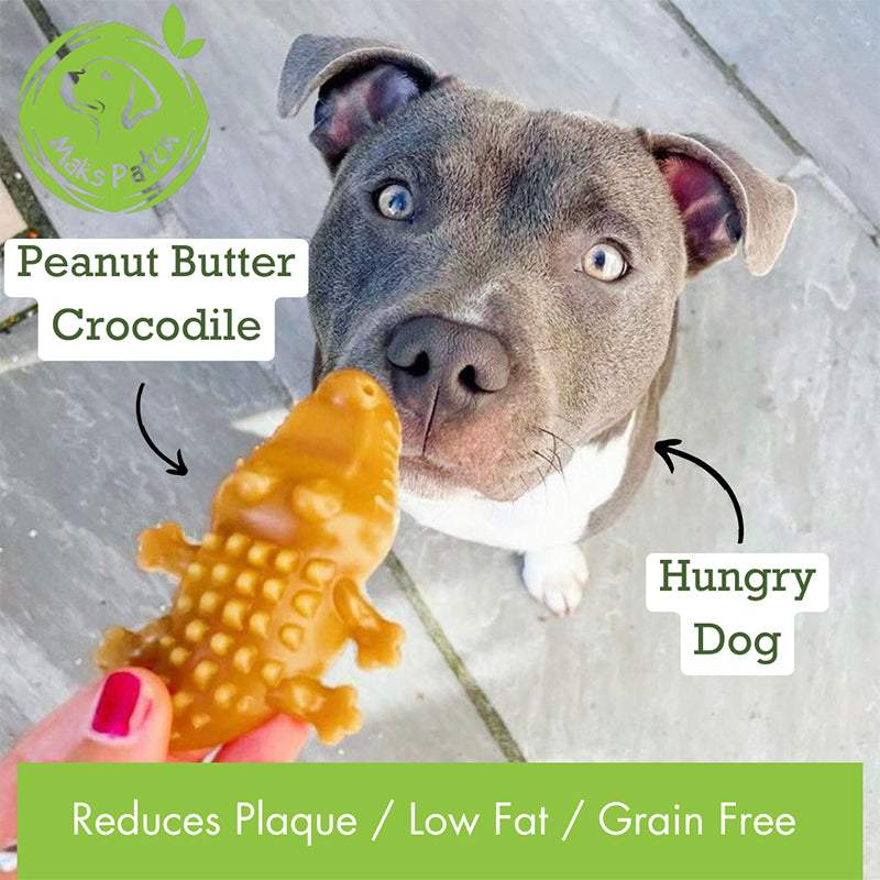 Dog waiting for vegan dog treats, a peanut butter crocodile