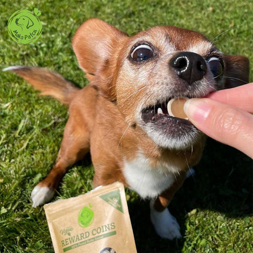 Vegan Dog Training Treats - dog eating a MaksPatch reward coin