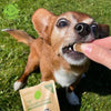 Vegan Dog Training Treats - dog eating a MaksPatch reward coin