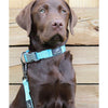 dog modeling Oxbow lead & collar in aqua
