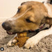 dog eating MaksPatch veggie dog treat - Peanut Butter flavour crocodile