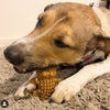 dog eating MaksPatch veggie dog treat - Peanut Butter flavour crocodile