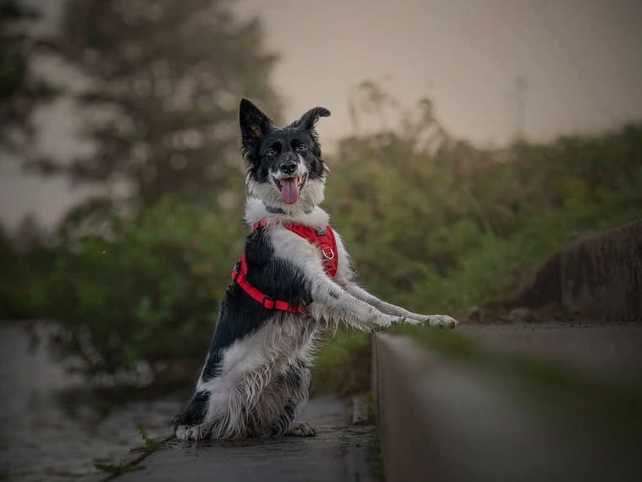 Dog Training Harness - the Miro & Makauri 'Adventurer' Harness