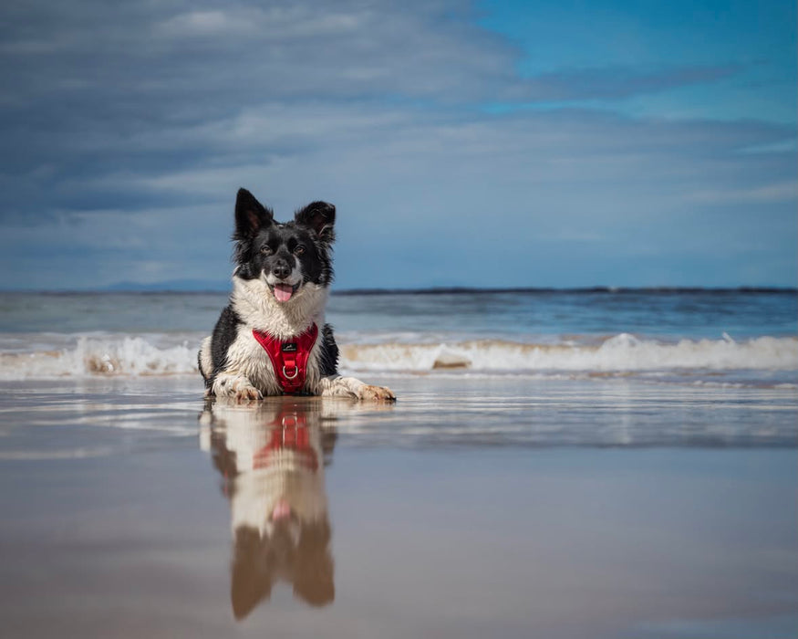 Dog Training Harness - the Miro & Makauri 'Adventurer' Harness