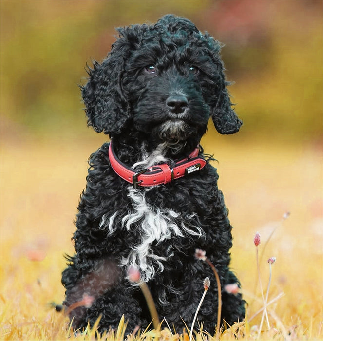 "Bundle Offer Price!!" 10% off "Milford Leather Collars & Leads.