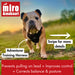 Dog Training Harness - dog wearing the Miro & Makauri 'adventurer' harness