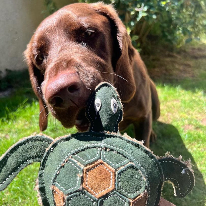 dog biting TARA TURTLE Eco dog toy
