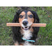 Vegan Dog Treats - Fruit & Veg Star Sticks with added Coconut Oil. 2 sizes. (dog eating)