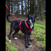 Premium Fleece Padded Harness - Miro&Makauri