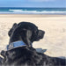 dog wearing makauri navy collar on beach
