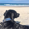 dog wearing makauri navy collar on beach