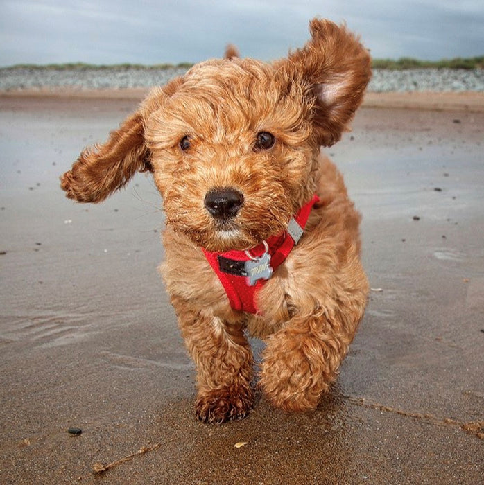 Step-in Air Mesh Dog Harness (8 Colours).  Up to 20% off Available.