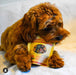 dog with packet of Roasti Bites vegan dog treats