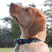 pupply wearing NAVY Belay collar