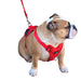 Dog Traiining Harness - Miro & Makauri Adventurer Harness